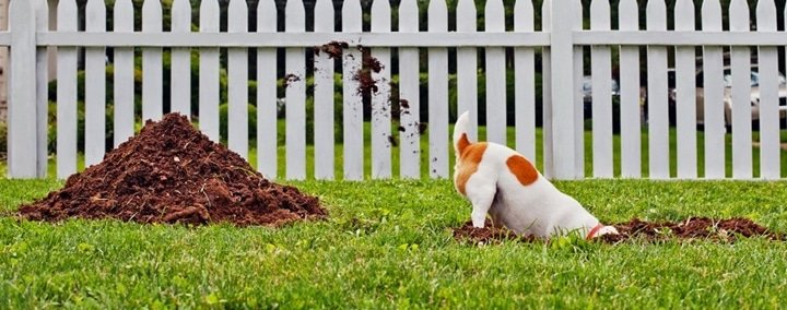 Cachorro cavando o jardim