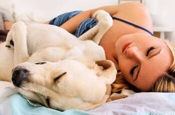 Cachorro dormindo na cama