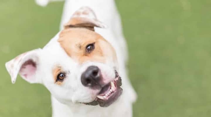 Cachorro com dor de ouvido