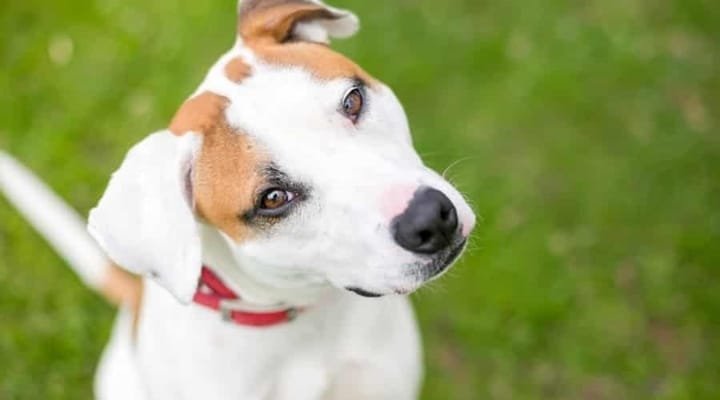 Cachorro fofo olhando para o dono