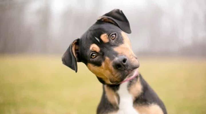 Cachorro inclinando a cabeça enquanto escuta