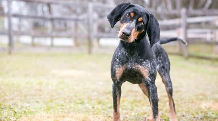 Cachorro reconhecendo uma palavra