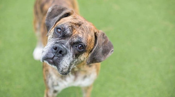 Cachorro velho com a cabeça inclinada