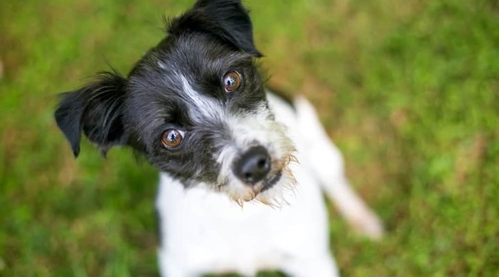 Cão adorável com cabeça inclinada