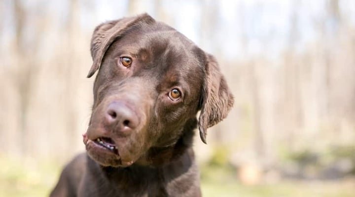 Labrador com cabeça inclinada