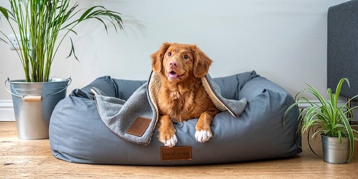 Cama para cachorro